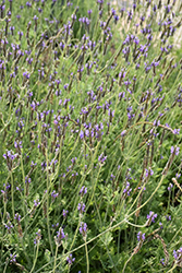 Spanish Eyes Fernleaf Lavender (Lavandula multifida 'Spanish Eyes') at Lakeshore Garden Centres