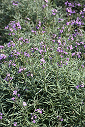 Bowles Me Away Wallflower (Erysimum 'Bowles Me Away') at Lakeshore Garden Centres