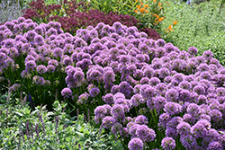 Millenium Ornamental Onion (Allium 'Millenium') at Peter Knippel Garden Centre