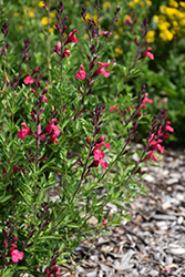 Arctic Blaze Fuchsia Sage (Salvia 'Novasalfuc') at Lakeshore Garden Centres