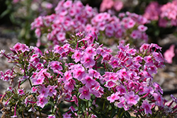 Sweet Summer Festival Garden Phlox (Phlox paniculata 'Sweet Summer Festival') at Lakeshore Garden Centres