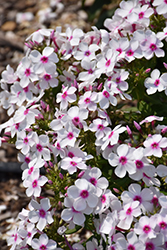 Famous White Eye Garden Phlox (Phlox paniculata 'Famous White Eye') at Lakeshore Garden Centres