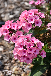 Famous Pink Dark Eye Garden Phlox (Phlox paniculata 'Famous Pink Dark Eye') at Lakeshore Garden Centres