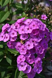 Ka-Pow Lavender Garden Phlox (Phlox paniculata 'Balkapolav') at Lakeshore Garden Centres