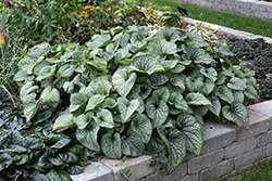 Alexander's Great Bugloss (Brunnera macrophylla 'Alexander's Great') at Peter Knippel Garden Centre