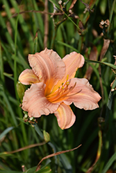 EveryDaylily Pink Wing Daylily (Hemerocallis 'VER0021') at Golden Acre Home & Garden