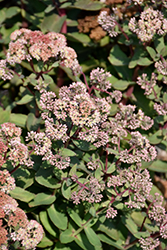 Moonlight Serenade Stonecrop (Sedum 'Moonlight Serenade') at Lakeshore Garden Centres