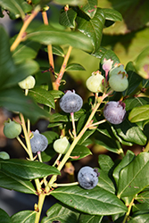 Perpetua Blueberry (Vaccinium 'ORUS-61-1') at A Very Successful Garden Center