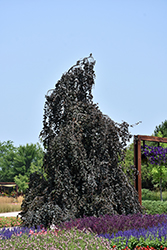 Purple Fountain Beech (Fagus sylvatica 'Purple Fountain') at Green Thumb Garden Centre