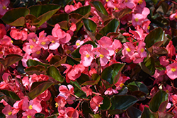 Megawatt Pink Bronze Leaf Begonia (Begonia 'Megawatt PInk Bronze Leaf') at Lakeshore Garden Centres