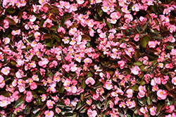 Bada Boom Pink Begonia (Begonia 'Bada Boom Pink') at Lakeshore Garden Centres