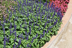 Mysty Salvia (Salvia 'Balsalmysty') at Lakeshore Garden Centres
