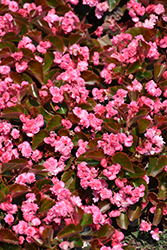 Doublet Rose Begonia (Begonia 'Doublet Rose') at Lakeshore Garden Centres