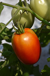 Roma Tomato (Solanum lycopersicum 'Roma') at A Very Successful Garden Center