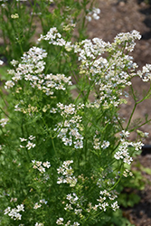 Calypso Cilantro (Coriandrum sativum 'Calypso') at Lakeshore Garden Centres