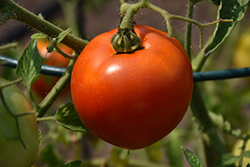 Better Boy Tomato (Solanum lycopersicum 'Better Boy') at A Very Successful Garden Center