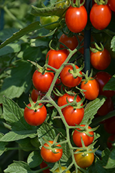 Grape Tomato (Generic) (Solanum lycopersicum 'Grape') at A Very Successful Garden Center