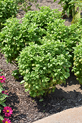 Pesto Party Basil (Ocimum basilicum 'Pesto Party') at Lakeshore Garden Centres