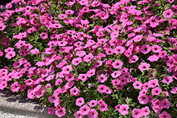 ColorRush Pink Petunia (Petunia 'Balcushink') at Lakeshore Garden Centres