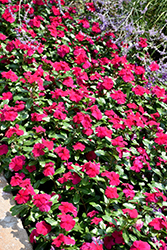 Valiant Burgundy Vinca (Catharanthus roseus 'Valiant Burgundy') at Lakeshore Garden Centres