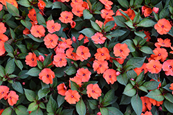 SunPatiens Vigorous Corona Impatiens (Impatiens 'SAKIMP008') at Lakeshore Garden Centres