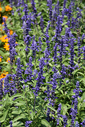 Rhea Salvia (Salvia farinacea 'Rhea') at Lakeshore Garden Centres