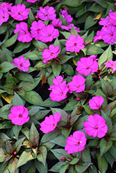 SunPatiens Compact Purple New Guinea Impatiens (Impatiens 'SAKIMP037') at Lakeshore Garden Centres