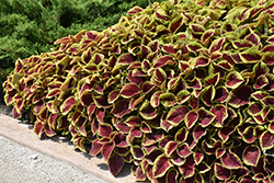Crimson Gold Coleus (Solenostemon scutellarioides 'Crimson Gold') at Lakeshore Garden Centres