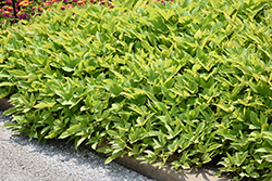 SolarPower Lime Heart Sweet Potato Vine (Ipomoea batatas 'Balsolalimart') at Lakeshore Garden Centres