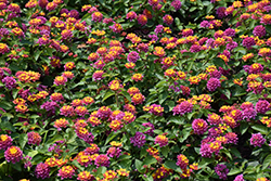 Lucky Sunrise Rose Lantana (Lantana camara 'Lucky Sunrise Rose') at Lakeshore Garden Centres