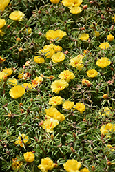 Happy Hour Banana Portulaca (Portulaca grandiflora 'PAS752653') at Lakeshore Garden Centres