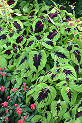 Kong Lime Sprite Coleus (Solenostemon scutellarioides 'PAS904340') at Lakeshore Garden Centres