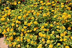 Lucky Pure Gold Lantana (Lantana camara 'Lucky Pure Gold') at Lakeshore Garden Centres