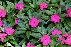 Clockwork Purple New Guinea Impatiens (Impatiens hawkeri 'Balcebgushi') at Lakeshore Garden Centres