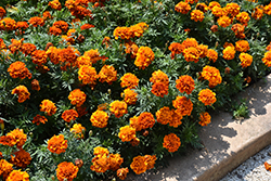 Fireball Marigold (Tagetes patula 'Fireball') at Lakeshore Garden Centres