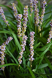 Emerald Goddess Lily Turf (Liriope muscari 'Love Potion No. 13') at Lakeshore Garden Centres