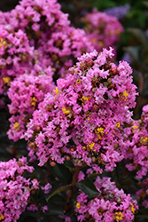 Barista Sweet Macchiato Crapemyrtle (Lagerstroemia 'Sweet Macchiato') at Lakeshore Garden Centres