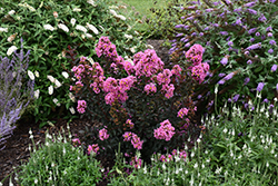 Barista Sweet Macchiato Crapemyrtle (Lagerstroemia 'Sweet Macchiato') at Lakeshore Garden Centres