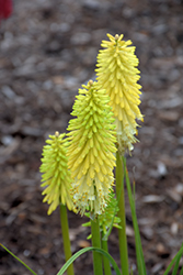Lucky Lemons Torchlily (Kniphofia 'Lucky Lemons') at Lakeshore Garden Centres