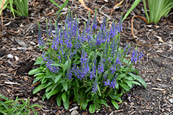 Magic Show Wizard of Ahhs Speedwell (Veronica 'Wizard of Ahhs') at Lakeshore Garden Centres
