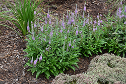 Lavender Lightsaber Speedwell (Veronica 'Lavender Lightsaber') at Lakeshore Garden Centres