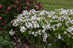 Fashionably Early Crystal Garden Phlox (Phlox 'Fashionably Early Crystal') at Peter Knippel Garden Centre