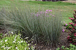 Prairie Winds Blue Paradise Little Bluestem (Schizachyrium scoparium 'Blue Paradise') at Lakeshore Garden Centres