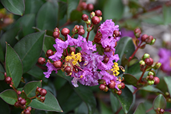 Barista Bubble Tea Crapemyrtle (Lagerstroemia 'Bubble Tea') at Lakeshore Garden Centres