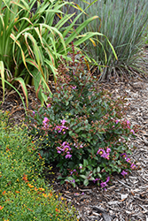 Barista Bubble Tea Crapemyrtle (Lagerstroemia 'Bubble Tea') at Lakeshore Garden Centres
