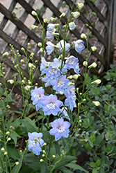 Million Dollar Sky Larkspur (Delphinium 'Million Dollar Sky') at Lakeshore Garden Centres