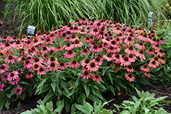 Lakota Fire Coneflower (Echinacea 'Lakota Fire') at Lakeshore Garden Centres