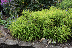 Charlotte's Web Spiderwort (Tradescantia x andersoniana 'Charlotte's Web') at Lakeshore Garden Centres