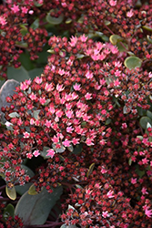Popstar Stonecrop (Sedum 'Popstar') at Lakeshore Garden Centres