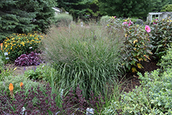 Prairie Winds Apache Rose Switch Grass (Panicum virgatum 'Apache Rose') at Peter Knippel Garden Centre